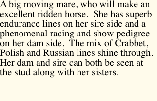 A big moving mare, who